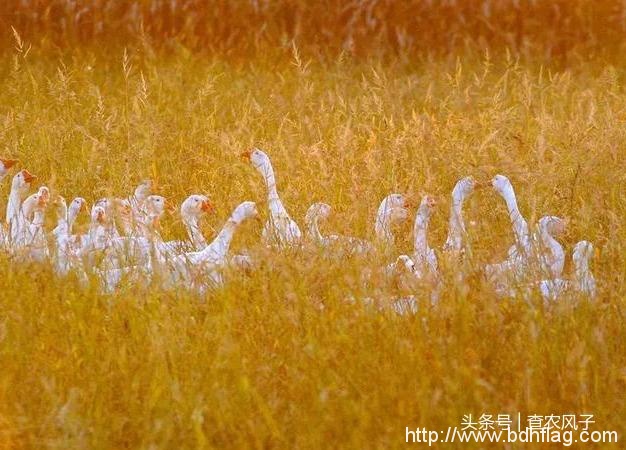 看完这组大片，你就秒懂为什么说“北大荒丰收天下足”