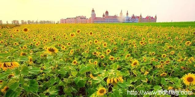 看完这组大片，你就秒懂为什么说“北大荒丰收天下足”