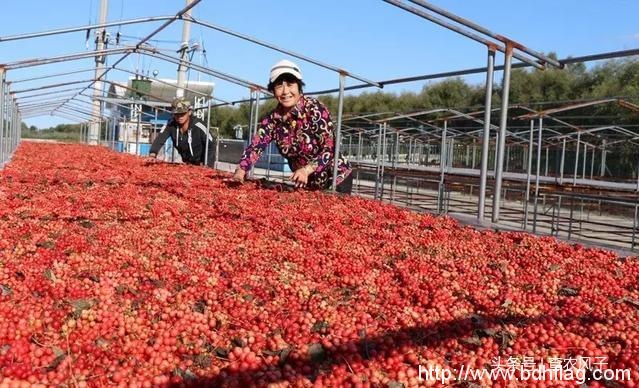 看完这组大片，你就秒懂为什么说“北大荒丰收天下足”