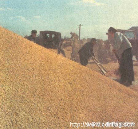 历史老照片：1978年黑龙江国营农场
