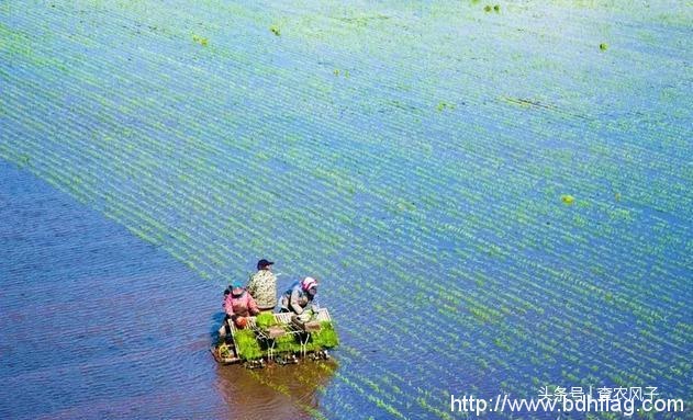 看完这组大片，你就秒懂为什么说“北大荒丰收天下足”