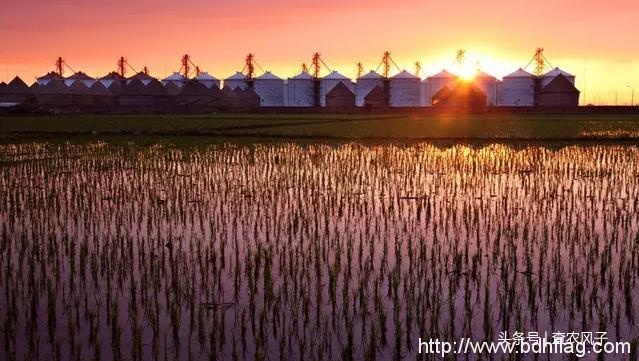 看完这组大片，你就秒懂为什么说“北大荒丰收天下足”