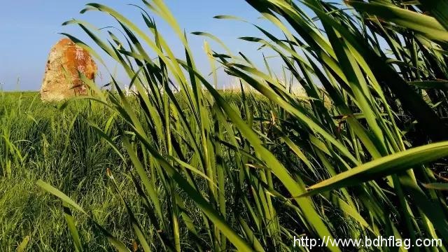 一日雁窝岛，千年北大荒